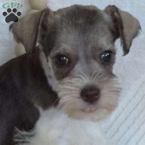 Gemma, Miniature Schnauzer Puppy