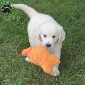 Gemma, English Cream Golden Retriever Puppy