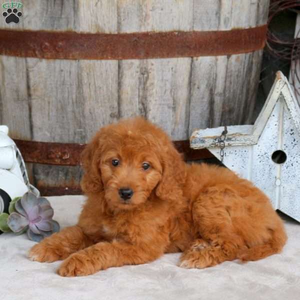 Genesis, Goldendoodle Puppy