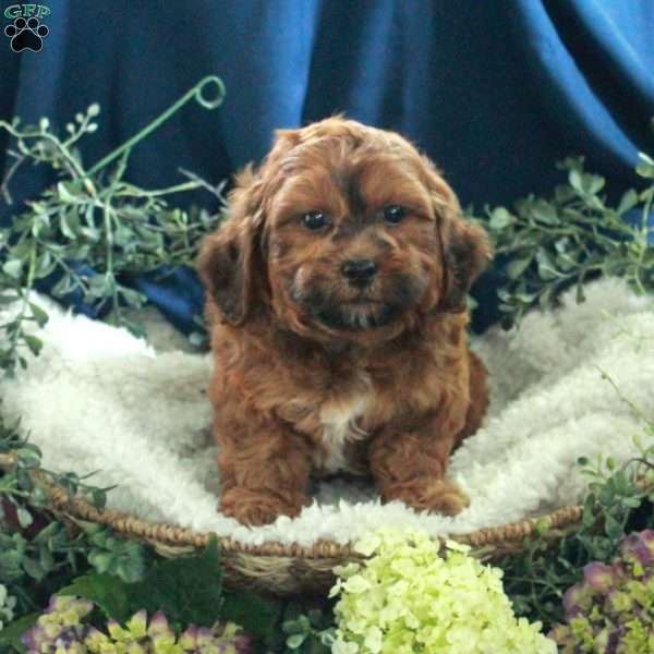 George, Shih-Poo Puppy