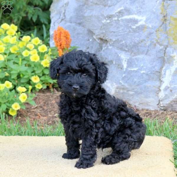 George, Mini Schnoodle Puppy