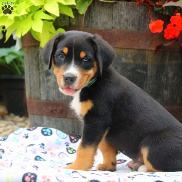 George, Greater Swiss Mountain Dog Puppy
