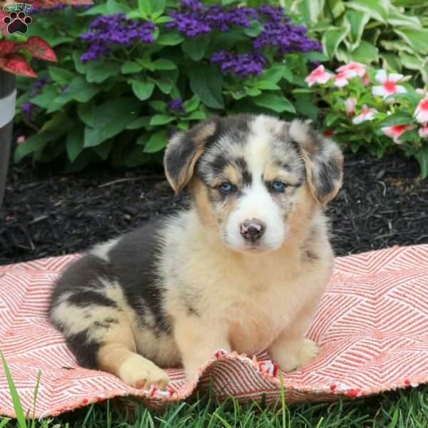 George, Pembroke Welsh Corgi Puppy