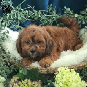 George, Shih-Poo Puppy