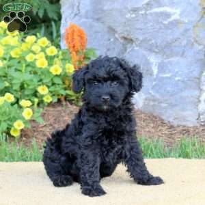 George, Mini Schnoodle Puppy