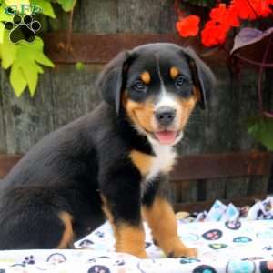 George, Greater Swiss Mountain Dog Puppy