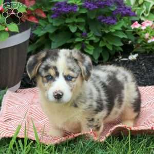 George, Pembroke Welsh Corgi Puppy