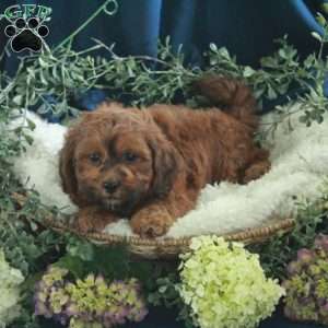 George, Shih-Poo Puppy