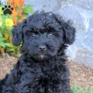 George, Mini Schnoodle Puppy