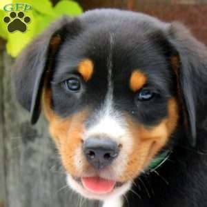 George, Greater Swiss Mountain Dog Puppy