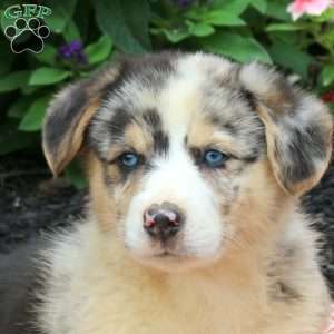 George, Pembroke Welsh Corgi Puppy