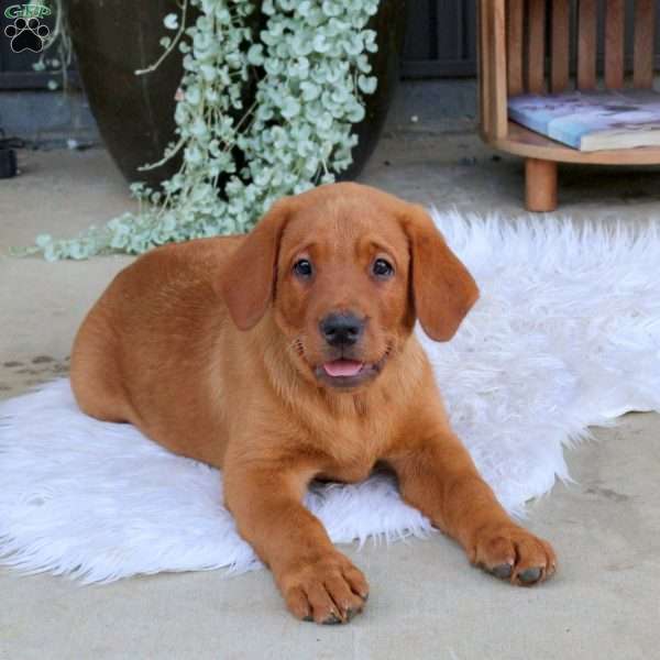 Georgia, Fox Red Labrador Retriever Puppy
