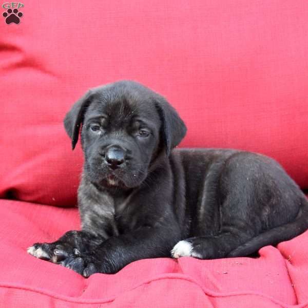 Georgia, English Mastiff Puppy