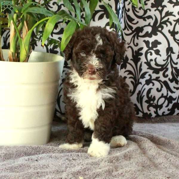 Georgia, Portuguese Water Dog Puppy