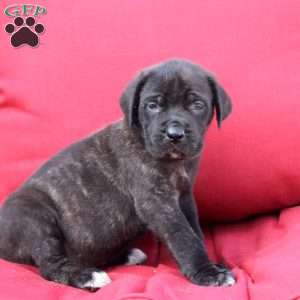 Georgia, English Mastiff Puppy