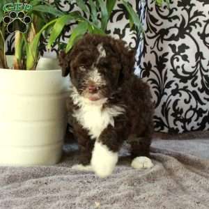 Georgia, Portuguese Water Dog Puppy