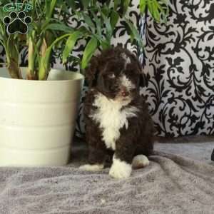 Georgia, Portuguese Water Dog Puppy