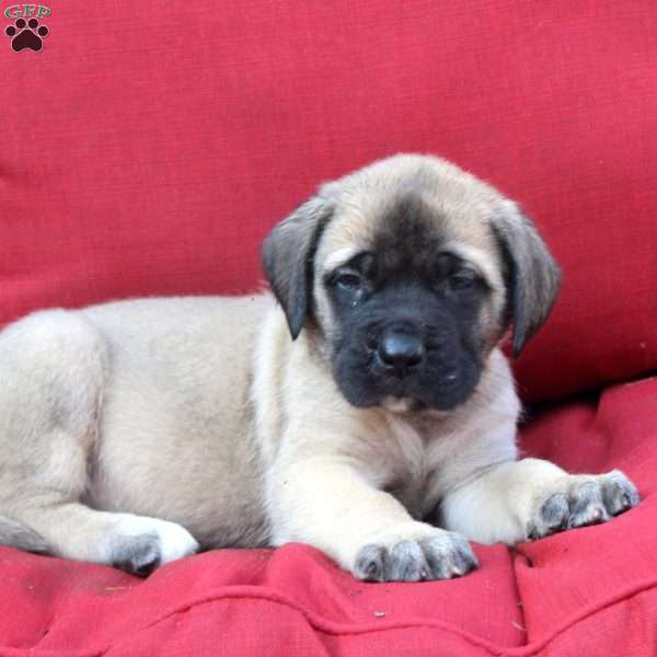 Gideon, English Mastiff Puppy