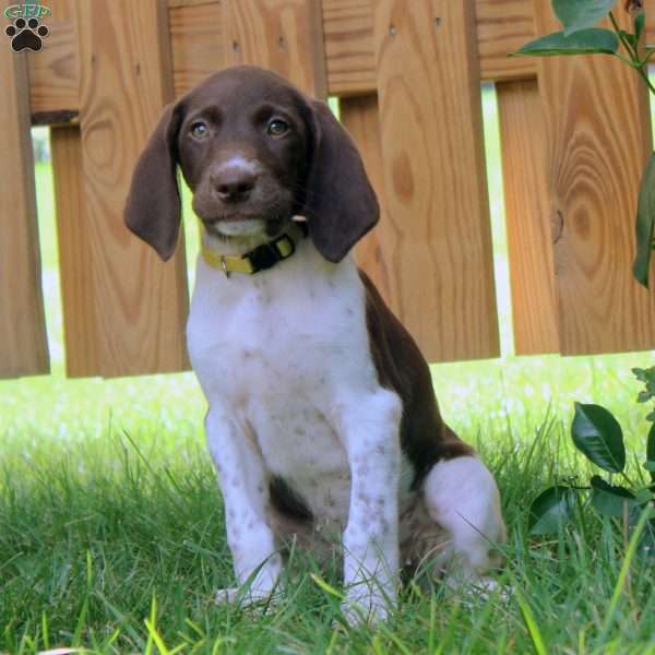 Gigi, German Shorthaired Pointer Puppy