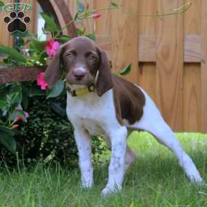Gigi, German Shorthaired Pointer Puppy