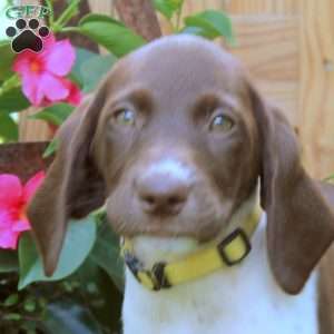 Gigi, German Shorthaired Pointer Puppy