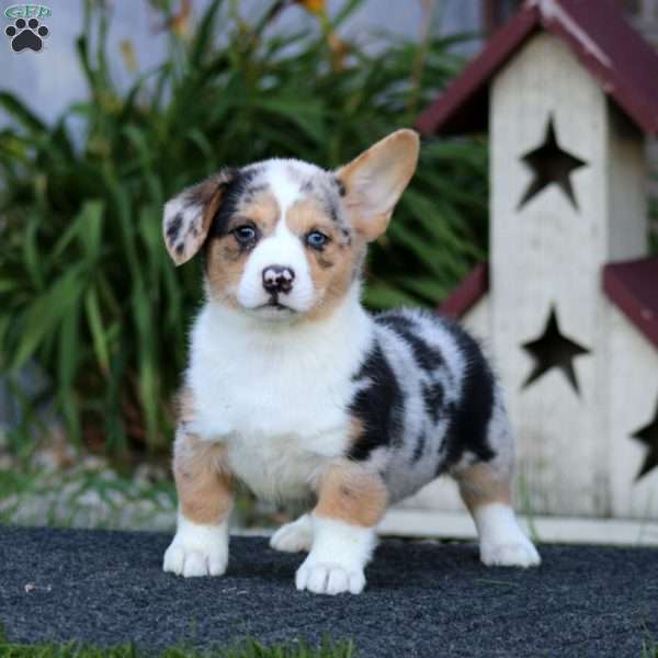 Gigi, Pembroke Welsh Corgi Puppy