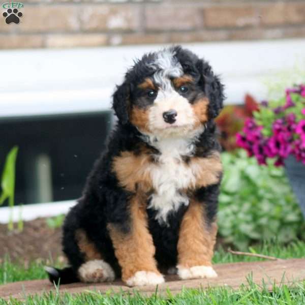 Gigi, Mini Bernedoodle Puppy