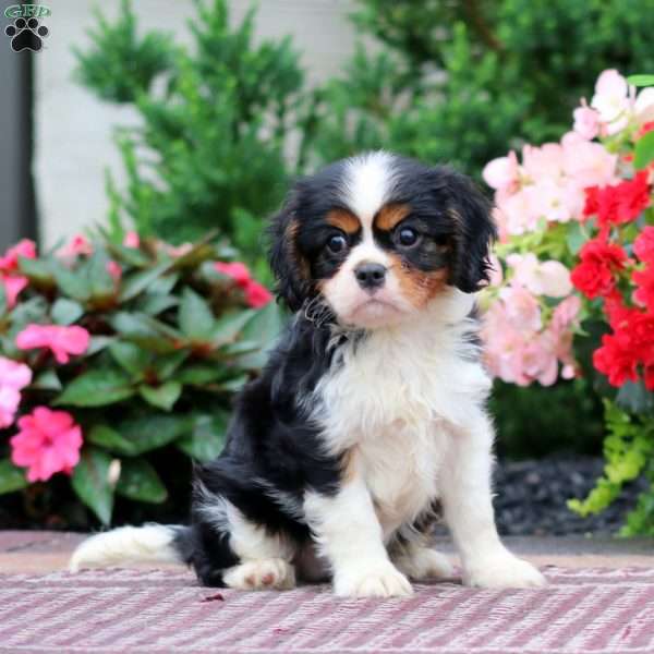 Gigi, Cavalier King Charles Spaniel Puppy
