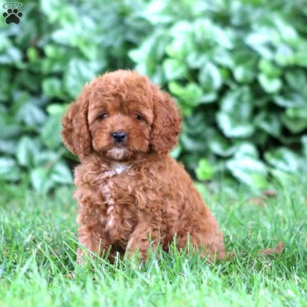 Gigi, Cavapoo Puppy
