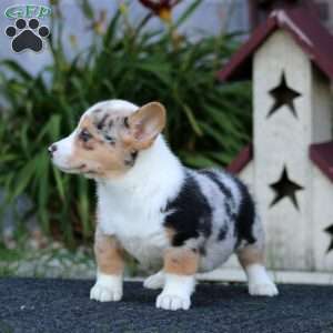 Gigi, Pembroke Welsh Corgi Puppy