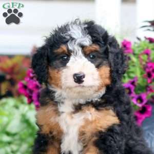 Gigi, Mini Bernedoodle Puppy