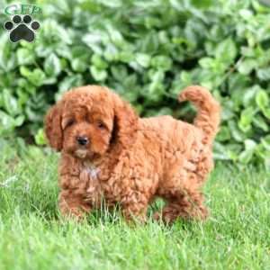Gigi, Cavapoo Puppy