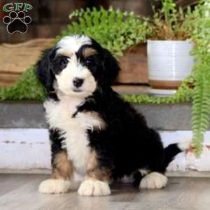 Gigi, Mini Bernedoodle Puppy