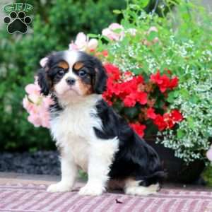 Gigi, Cavalier King Charles Spaniel Puppy