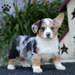 Gigi, Pembroke Welsh Corgi Puppy