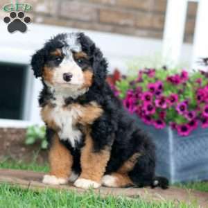 Gigi, Mini Bernedoodle Puppy