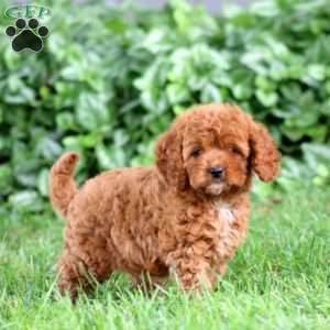 Gigi, Cavapoo Puppy
