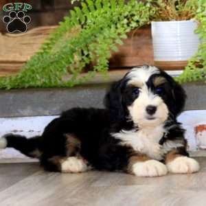 Gigi, Mini Bernedoodle Puppy