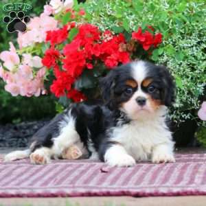 Gigi, Cavalier King Charles Spaniel Puppy