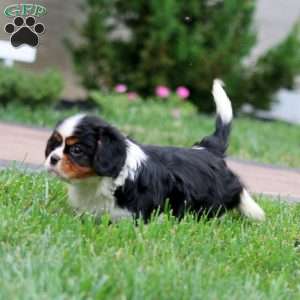Gigi, Cavalier King Charles Spaniel Puppy