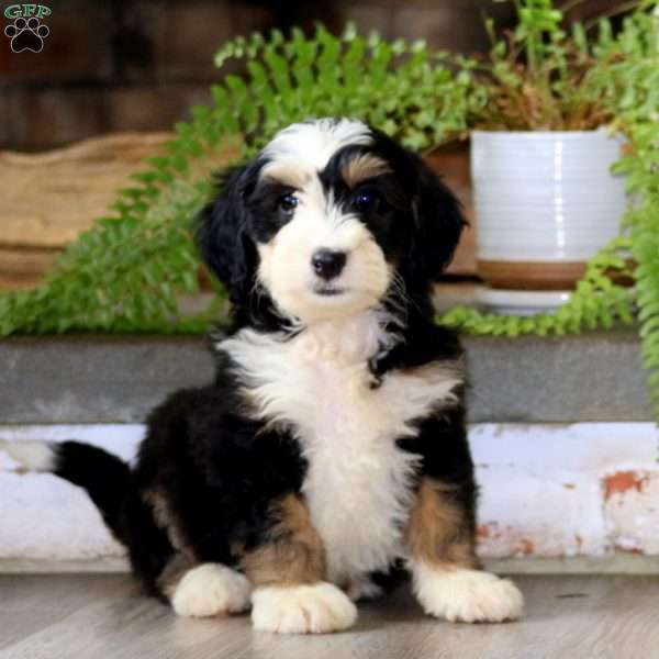 Gigi, Mini Bernedoodle Puppy
