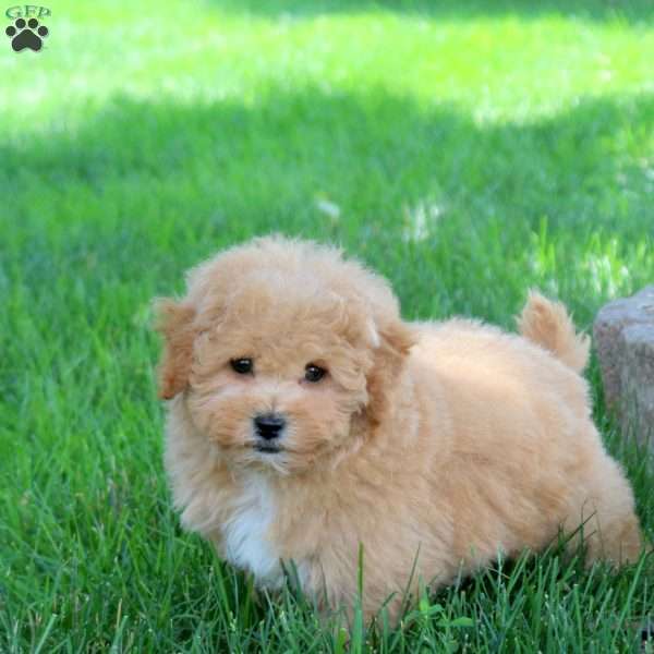 Gina, Bich-Poo Puppy