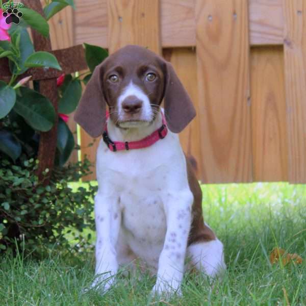 Gina, German Shorthaired Pointer Puppy
