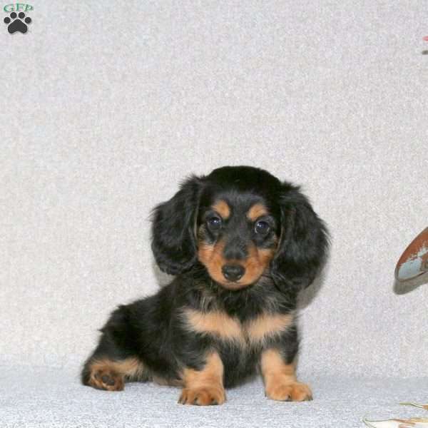 Gina-Mini Long Haired, Dachshund Puppy