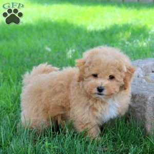 Gina, Bich-Poo Puppy