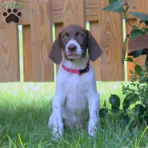Gina, German Shorthaired Pointer Puppy