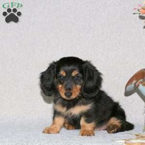 Gina-Mini Long Haired, Dachshund Puppy