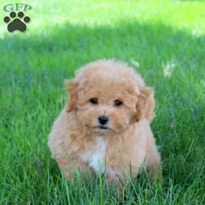 Gina, Bich-Poo Puppy