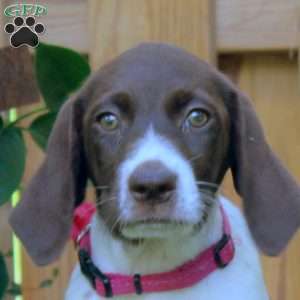 Gina, German Shorthaired Pointer Puppy