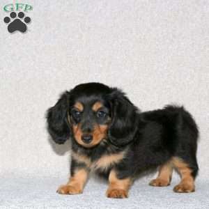 Gina-Mini Long Haired, Dachshund Puppy